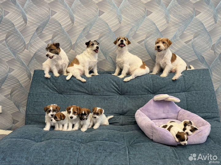 Щенки джек рассел терьер