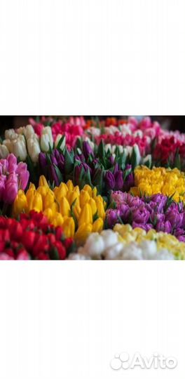 Тюльпаны предзаказ