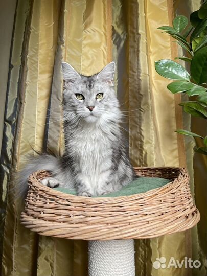 Кошка мейн кун