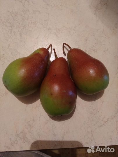 Продаю груши