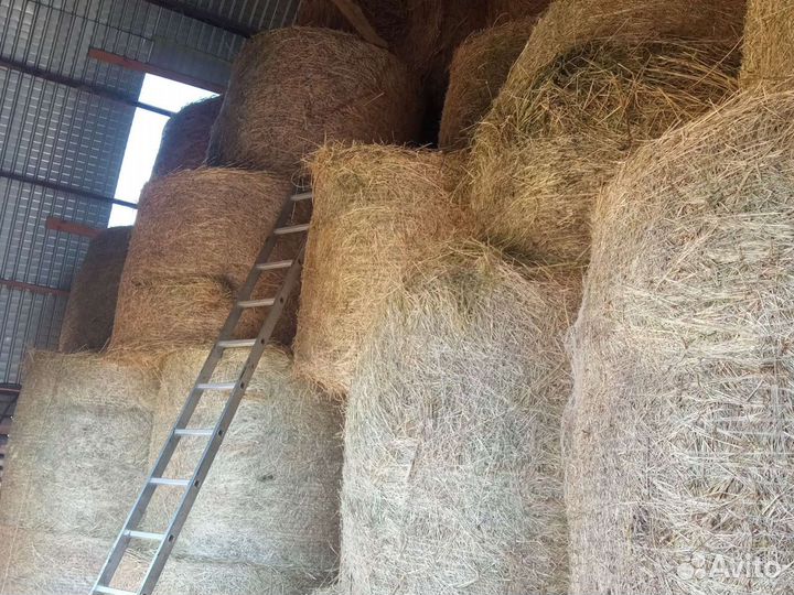 Сено в рулонах 2023
