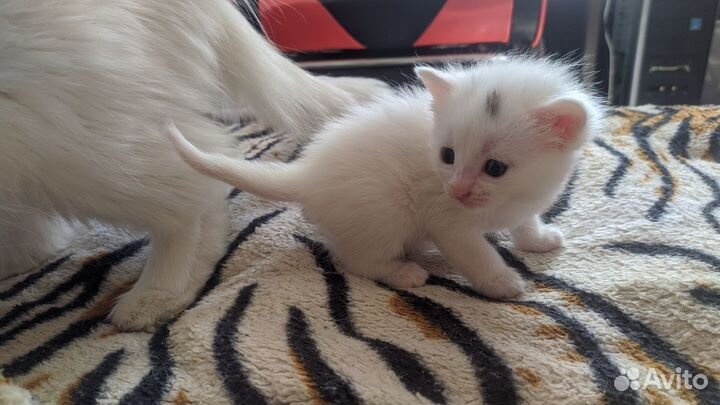 Отдам котят в добрые руки