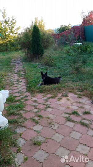 Собаке нужен дом