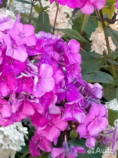 Флоксы,хосты, лилии, клематисы