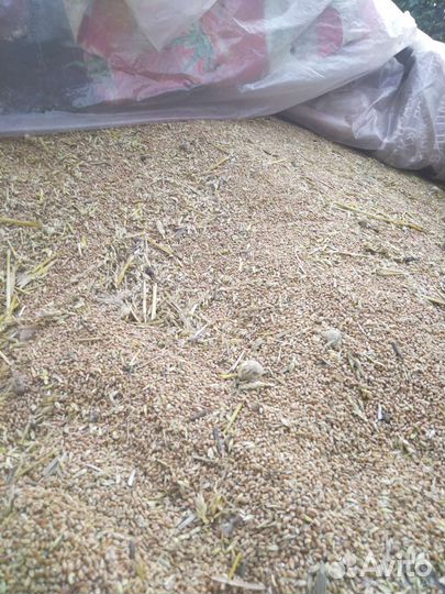 Пшеница в мешках этого года из под комбаина