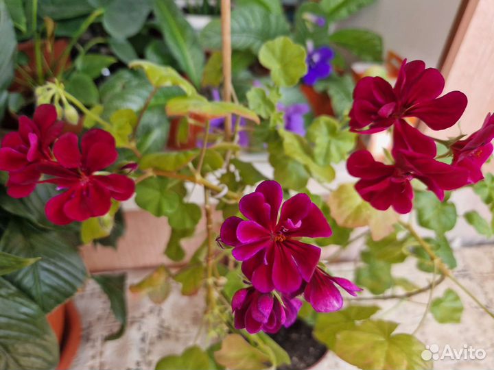 Сортовые Пелларгонии