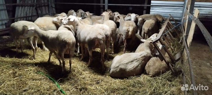 Овцы и козы