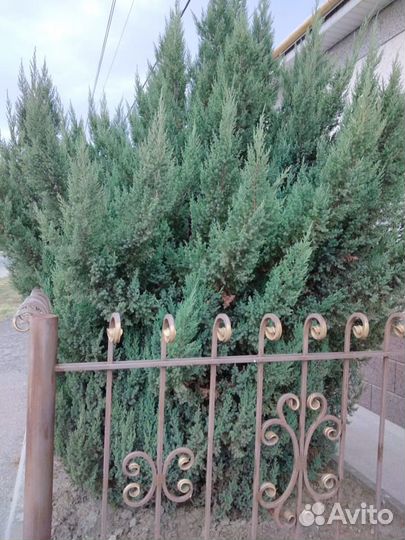 Можжевельник