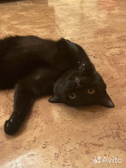 Котик 6 месяцев