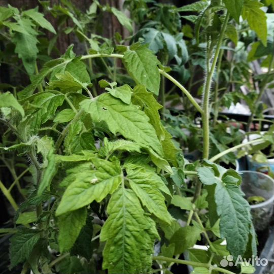 Рассада помидор