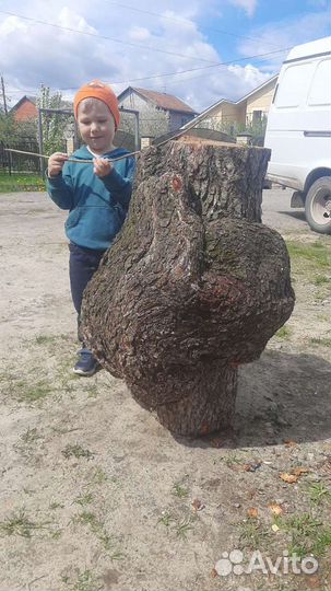 Сувель ольхи