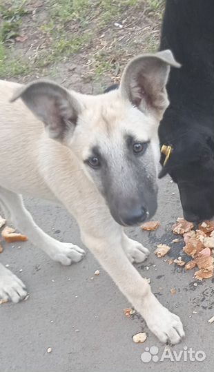 Собачка в добрые руки