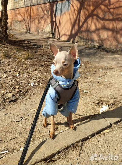 Вязка собак той терьеров мини