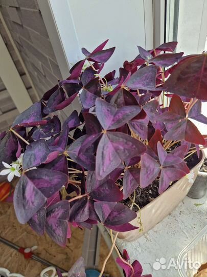 Кислица оксалис красный