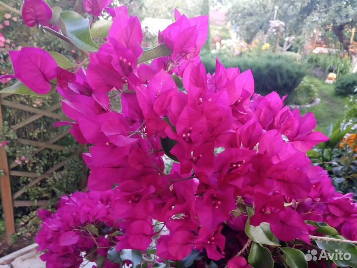 Бугенвиллия