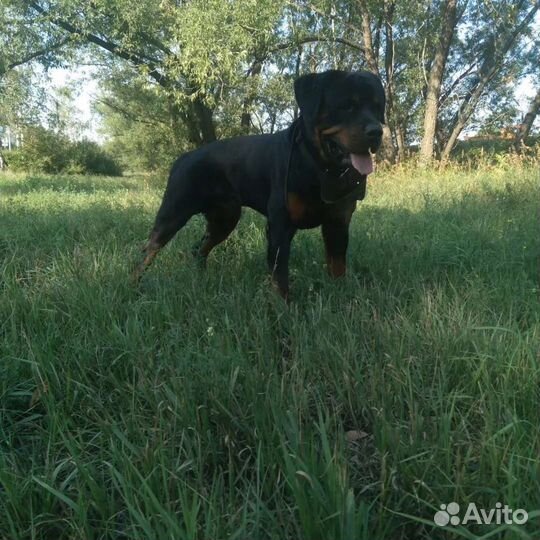 Вязка ротвейлера