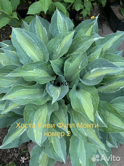 Хоста готовый куст