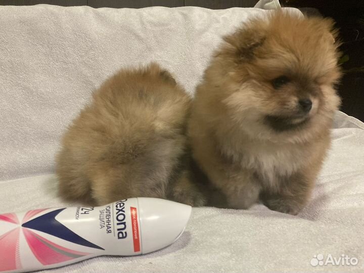 Померанский шпиц