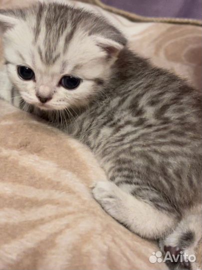 Шотладские котята