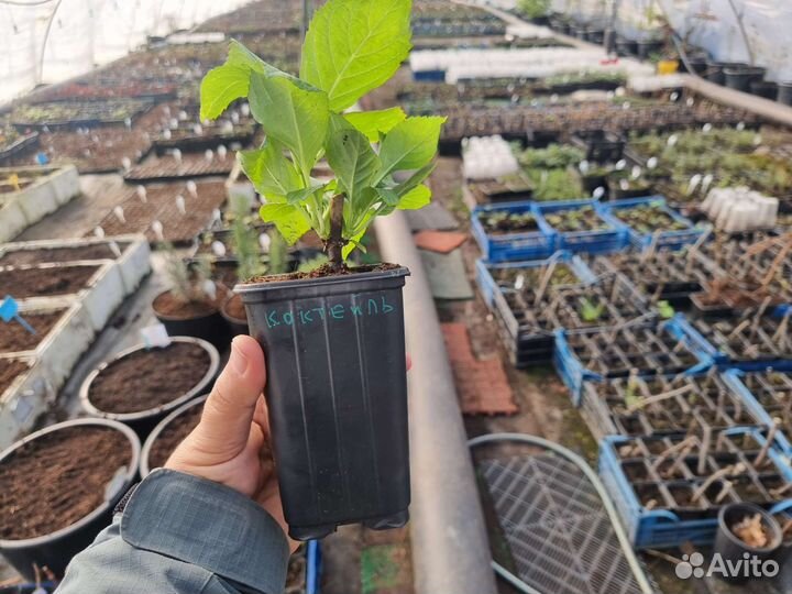 Саженцы гортензии Р9