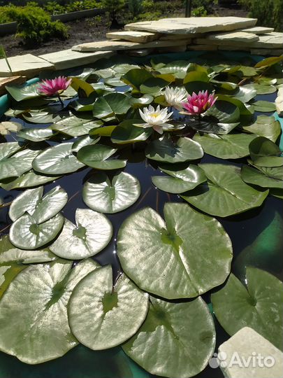 Нимфеи для пруда