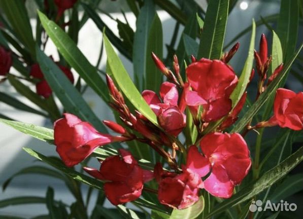 Семена Олеандра