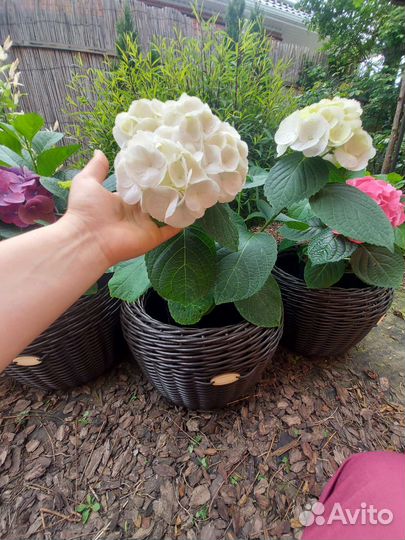 Гортензия крупнолистная