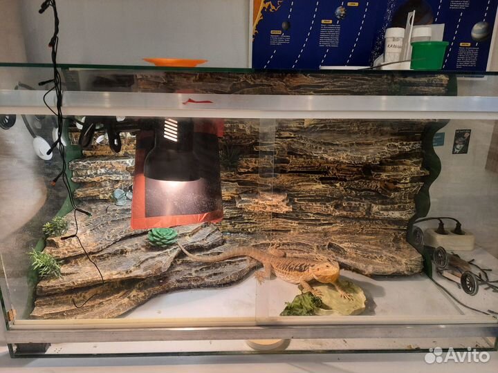 Бородатая агама с террариумом