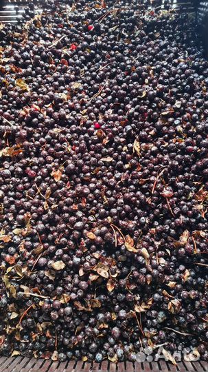 Черника свежемороженная