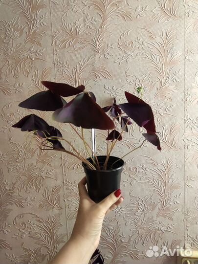 Комнатные цветы: кислица, индийский лук и др