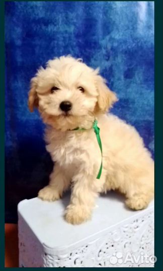 Мальчики мальтипу