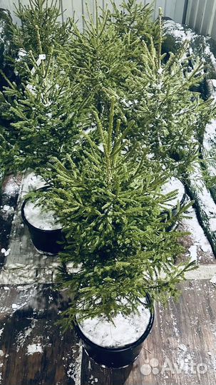 Ель новогодняя живая