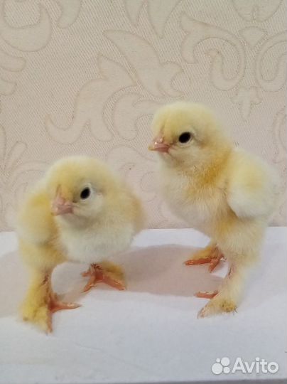 Куры Колумбийская Брама