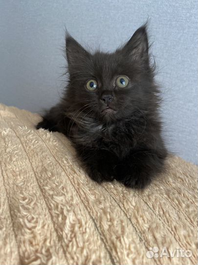 Котенок девочка в добрые руки