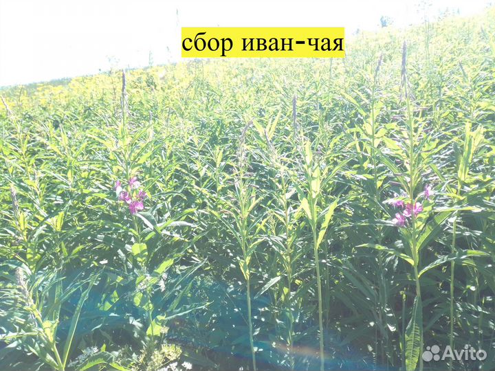 Иван-чай С чагой, 200 гр