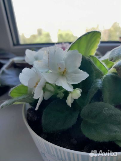 Цветущие фиалки