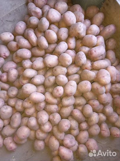 Картофель средний