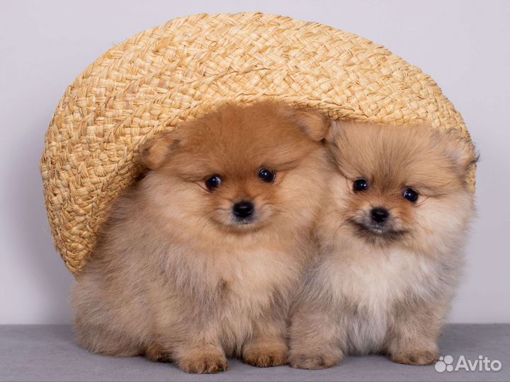 Щенки Померанский Шпиц Мини