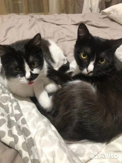 Кошечки-сестрички