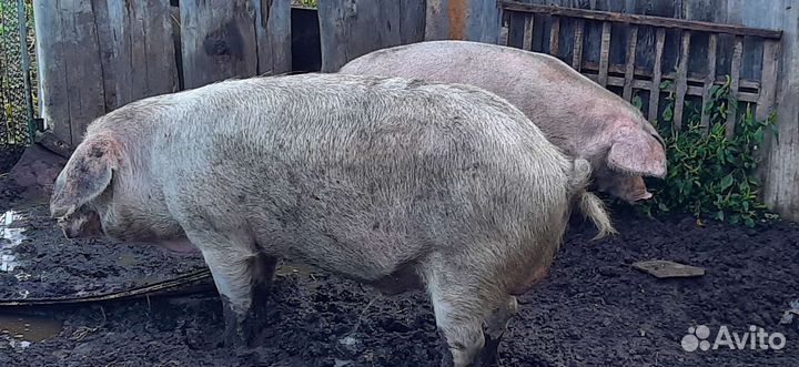 Хряк ландрас