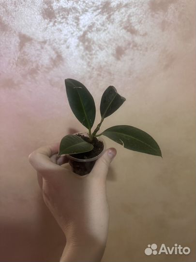 Фикус эластика