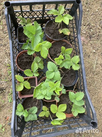 Клубника Земклуника Изабелла