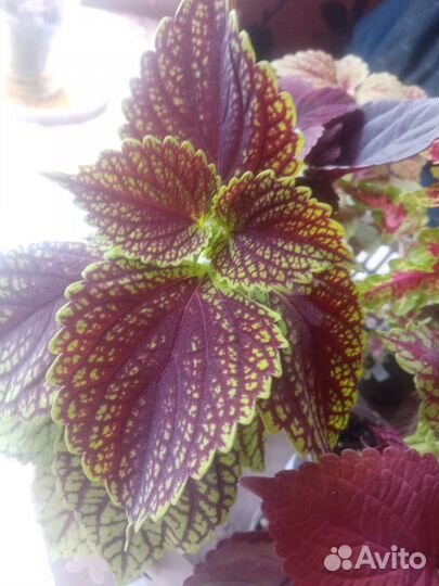 Колеусы сортовые