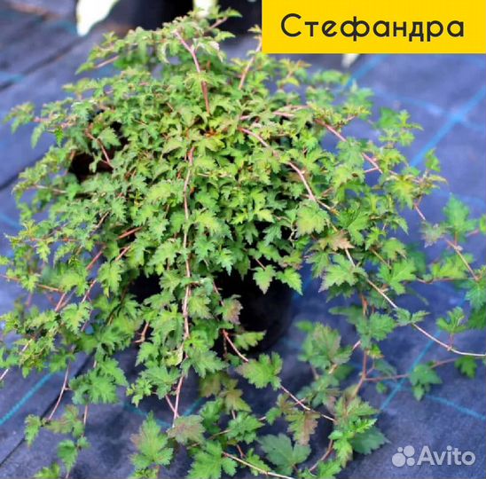 Многолетники садовые