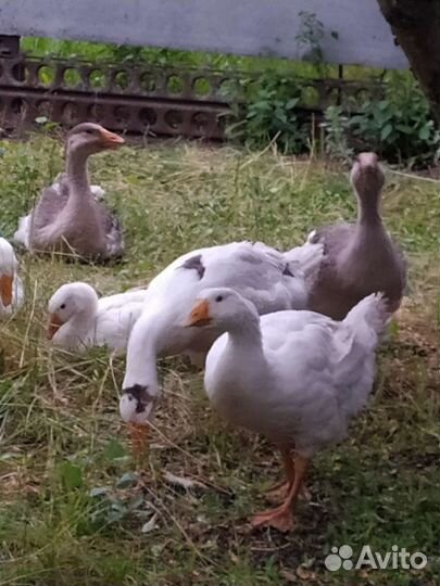 Молодые гуси