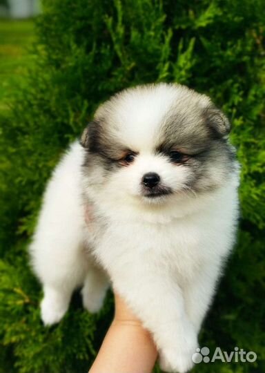 Щенки шпица