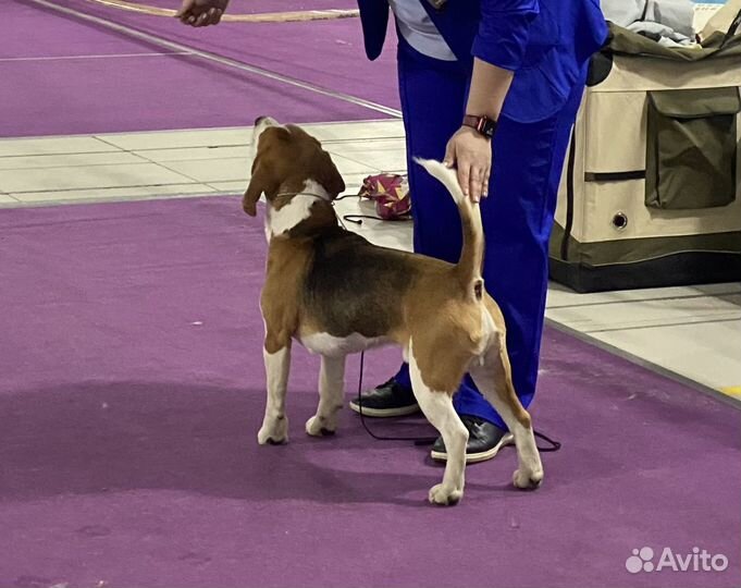 Бигль вязка