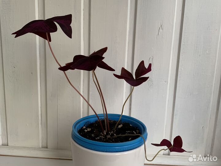 Кислица оксалис