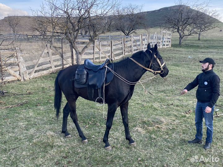 Карачаевский жеребец