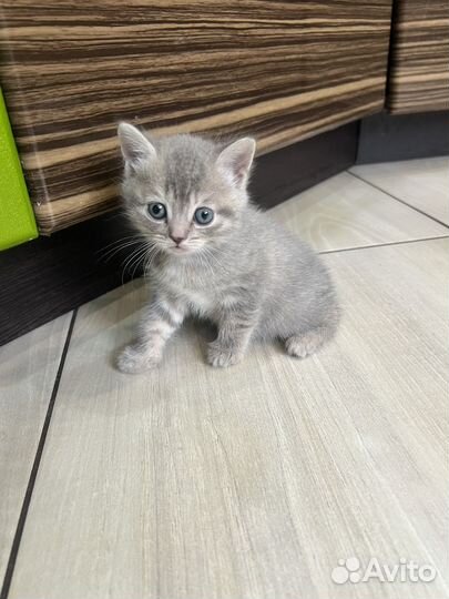 Шотландская